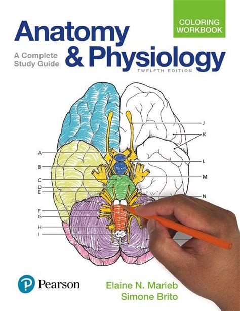 Full Download Anatomy And Physiology Coloring Workbook Answer Key Chapter 12 