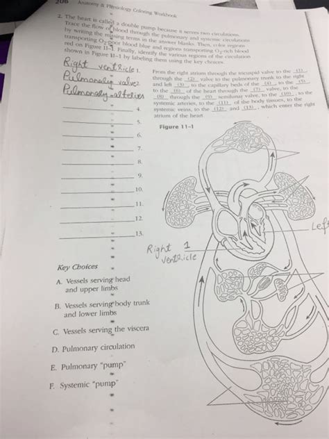 Download Anatomy And Physiology Coloring Workbook Answer Key Chapter 6 