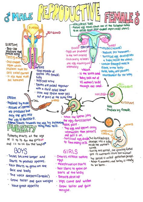 Download Anatomy And Physiology Study Guide Reproduction System 