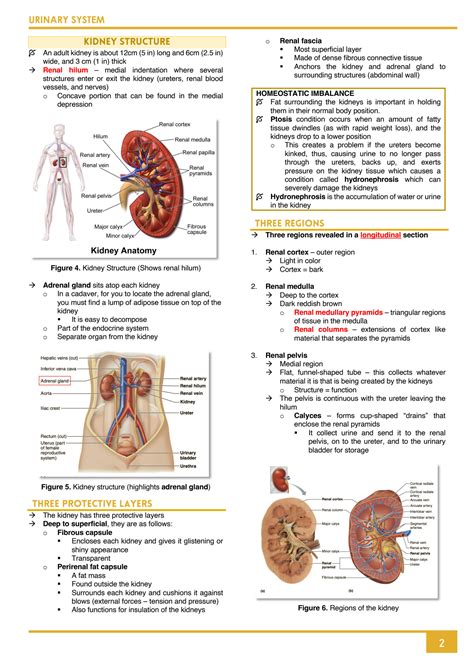 Read Anatomy And Physiology Urinary System Packet Answers 