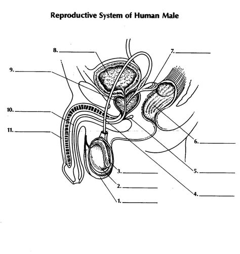 Full Download Anatomy Chapter Test For Reproductive System 