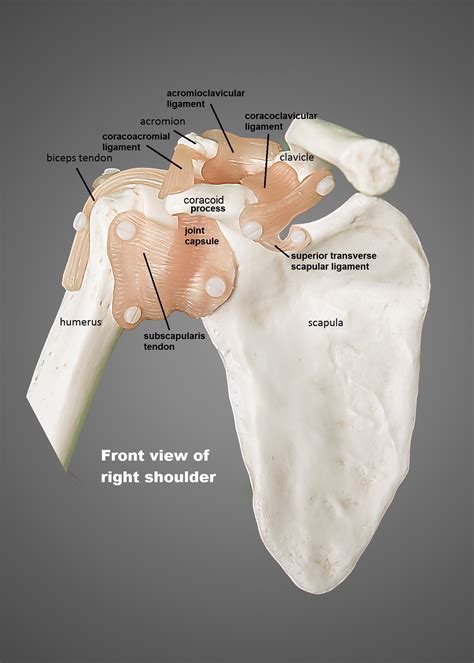 Full Download Anatomy Human Shoulder Diagram Humerus Larian 