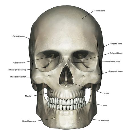 Read Anatomy Human Skull Illustration Laneez 