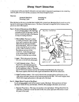 Read Online Anatomy Lab Heart Dissection Answers 