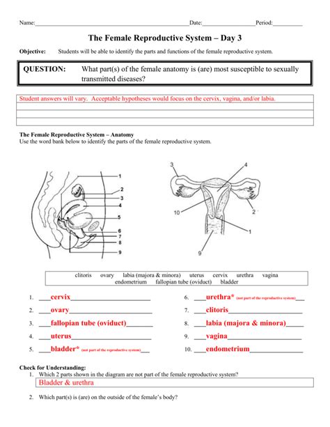 Read Online Anatomy Of The Female Reproductive System Answer Key 