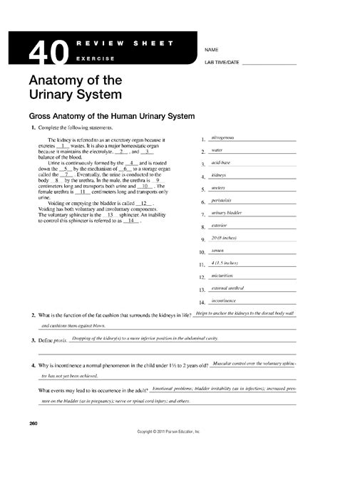 Download Anatomy Of The Urinary System Exercise 40 File Type Pdf 