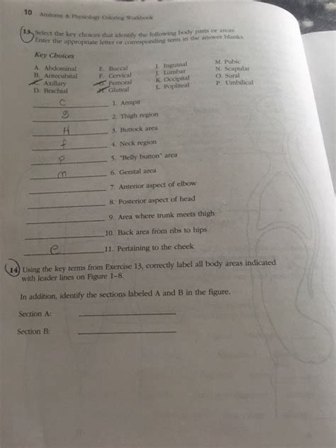 Read Anatomy Physiology Chapter 8 Packet Answers 