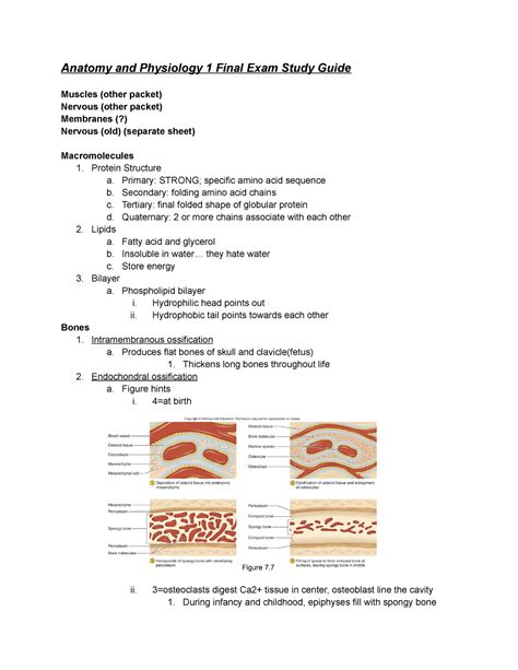 Full Download Anatomy Physiology Senior Final Study Guide 