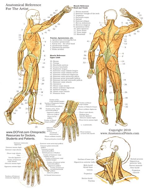 Read Online Anatomy Study Guide 2 Earthlink 