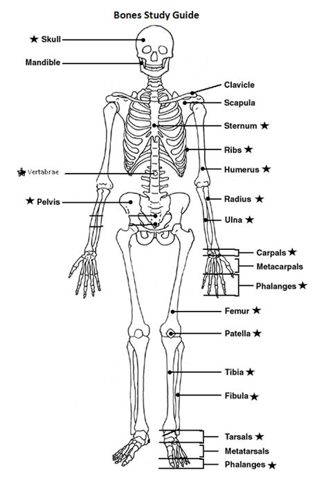Read Online Anatomy Study Guide Bones 