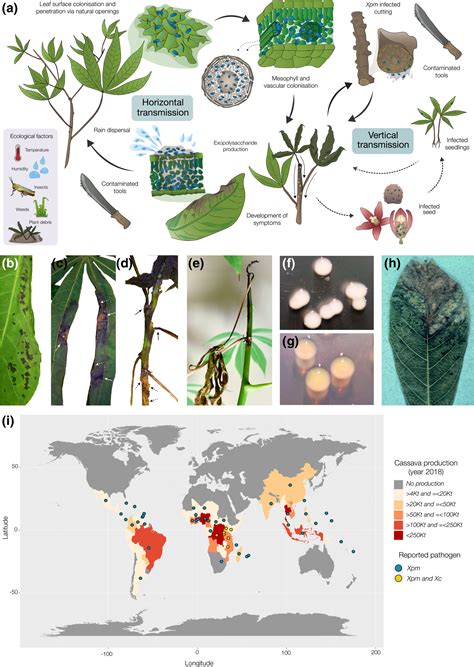 and Xanthomonas cassavae - British Society for Plant Pathology