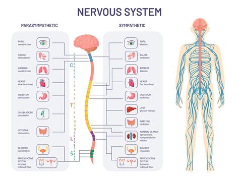 and the Regulation of Body Functions The Autonomic …