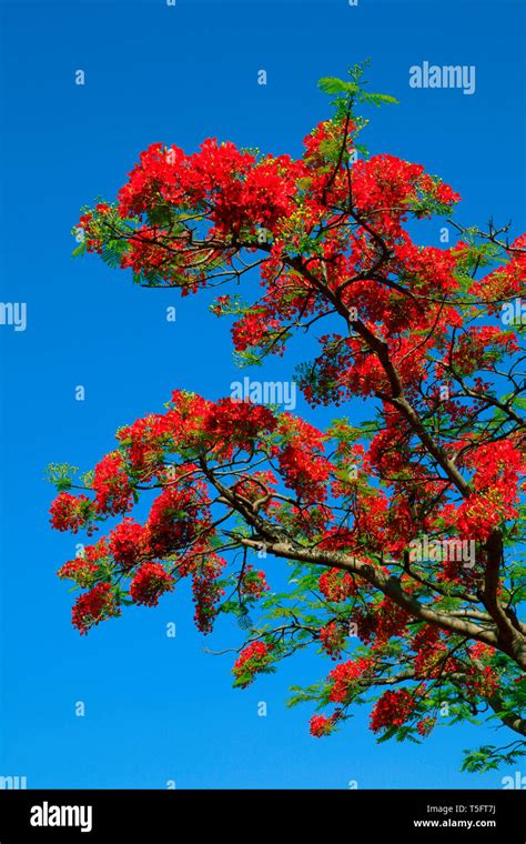 Andhra Pradesh Tree