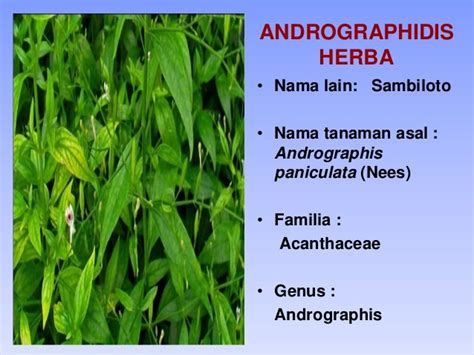andrographidis herba