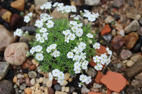 androsace pubescens x helvetica