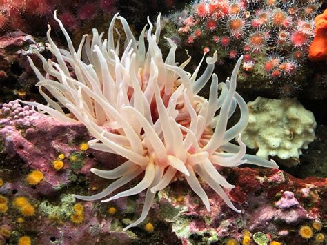anemon laut