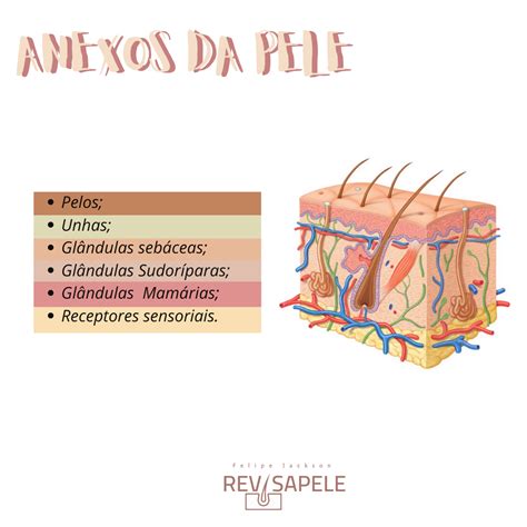 Anexos Da Pele