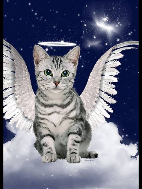 angel the cat