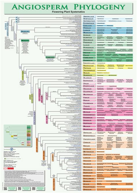 Angiosperm Classification Plantnetwork