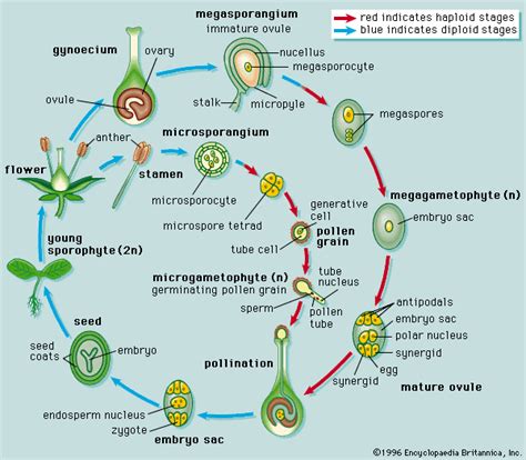 Angiosperm Life Cycle