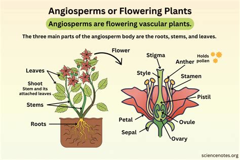 Angiosperms