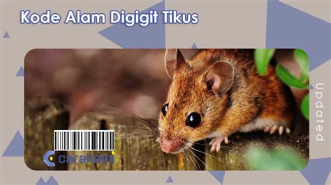 ANGKA TIKUS 4D - Erek Erek Tikus Mati Dalam Buku Mimpi 2D 3D 4D - Paradoks