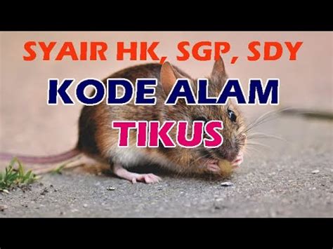 ANGKA TIKUS HK - Erek Erek Tikus - Media Informasi Terpercaya