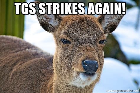 Angry Deer Memes