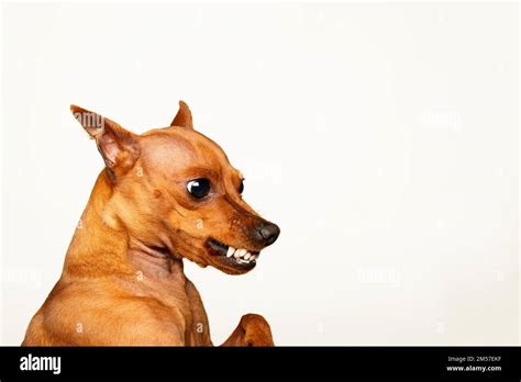 Angry Dog