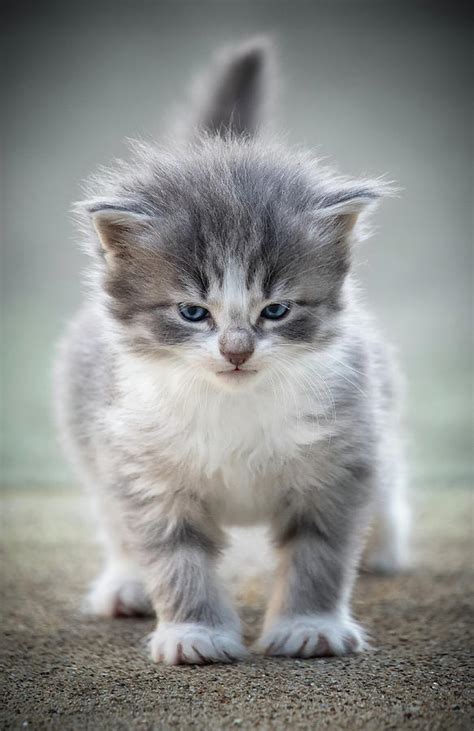 angry kitten