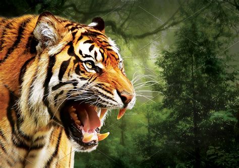 Angry Tiger Profile