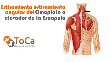Angular Del Omoplato