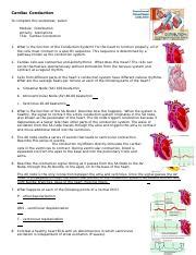Anim Cardiac Conduction Worksheet Cardiac Conduction Studocu Cardiac Conduction Worksheet Answers - Cardiac Conduction Worksheet Answers