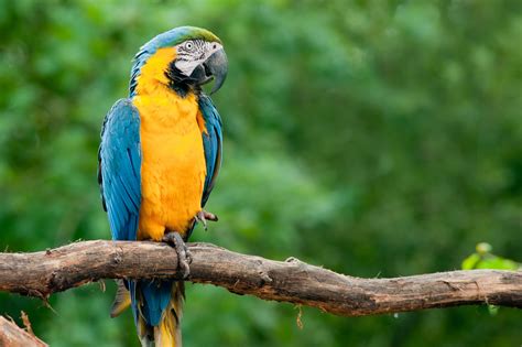 Animais Extintos Da Amazonia