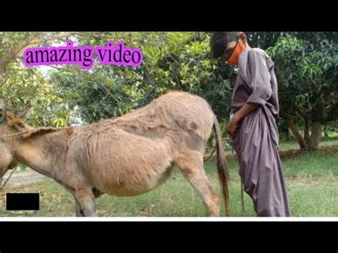 Donkey Animal Fuck With Girls Hd Video - Animal Sex Horse Fucks a Donkey 8x61