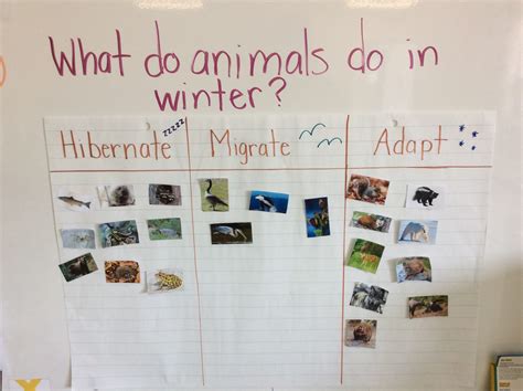 Animal Adaptations Activities Hibernation Migration Camouflage For Adapatations Worksheet 3rd Grade - Adapatations Worksheet 3rd Grade