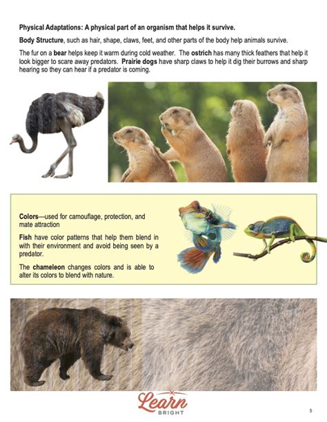 Animal Adaptations Free Pdf Download Learn Bright Physical And Behavioral Adaptations Worksheet - Physical And Behavioral Adaptations Worksheet