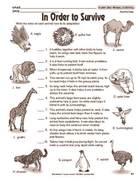 Animal Adaptations Grade 3 Lessons Worksheets And Activities Adapatations Worksheet 3rd Grade - Adapatations Worksheet 3rd Grade