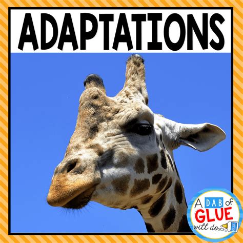 Animal Adaptations Powerpoint Posters Worksheets And More Animal Adaptation First Grade Worksheet - Animal Adaptation First Grade Worksheet