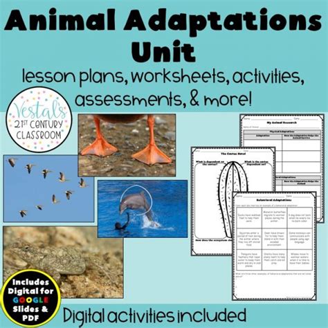 Animal Adaptations Unit Vestal 039 S 21st Century Physical And Behavioral Adaptations Worksheet - Physical And Behavioral Adaptations Worksheet