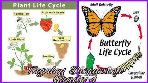 Animal Amp Plant Life Cycles Video For Kids Animal Life Cycle 3rd Grade - Animal Life Cycle 3rd Grade