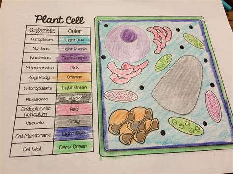 Animal And Plant Cells Teaching Resources A Typical Plant Cell Worksheet - A Typical Plant Cell Worksheet