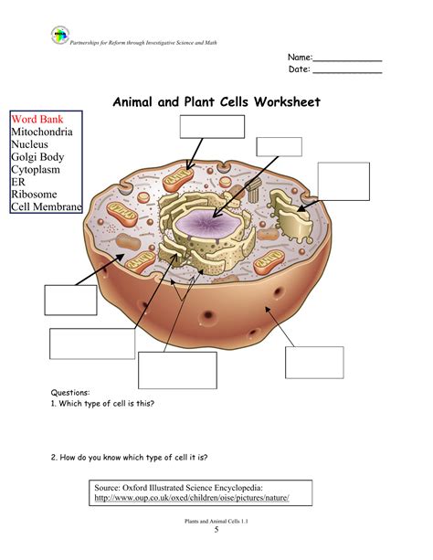Animal And Plant Cells Worksheet Answers Cell Worksheet Answer Key - Cell Worksheet Answer Key