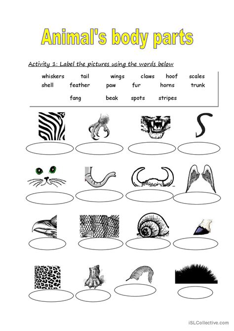 Animal Body Parts Worksheets For Grade 3 8211 Animal Adaptation First Grade Worksheet - Animal Adaptation First Grade Worksheet