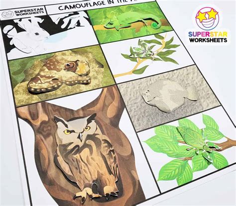 Animal Camouflage Worksheet   African Savanna Animal Adaptations Camouflage Science - Animal Camouflage Worksheet