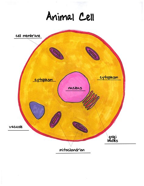 Animal Cell 7th Grade Free Download On Line Cell Worksheet For 7th Grade - Cell Worksheet For 7th Grade