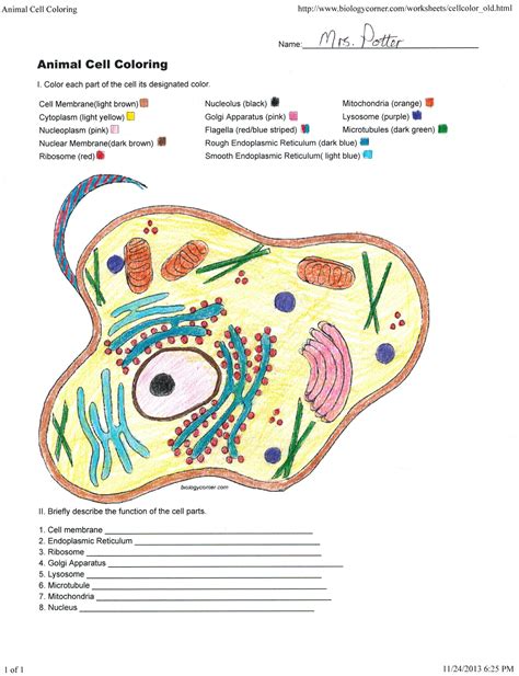 Animal Cell Coloring Worksheet Cell Cycle Coloring Worksheet Answers - Cell Cycle Coloring Worksheet Answers