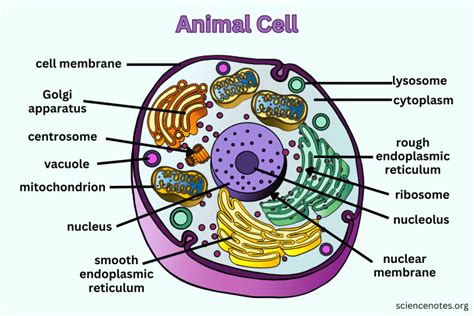 Animal Cell Diagram Organelles And Characteristics Animal Cell Diagram Worksheet Answers - Animal Cell Diagram Worksheet Answers