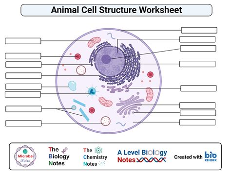 Animal Cell Diagram Worksheet Answers   Animal Cell Worksheets Free Printable Science Facts - Animal Cell Diagram Worksheet Answers