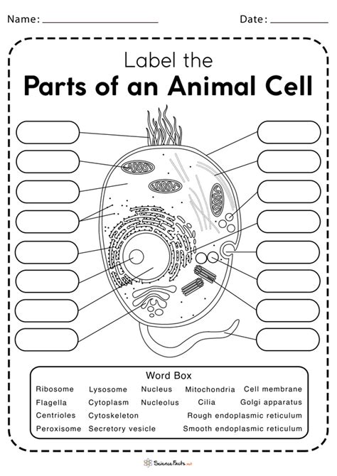 Animal Cell Labeling Mdash Printable Worksheet Cell Labeling Worksheet Answers - Cell Labeling Worksheet Answers